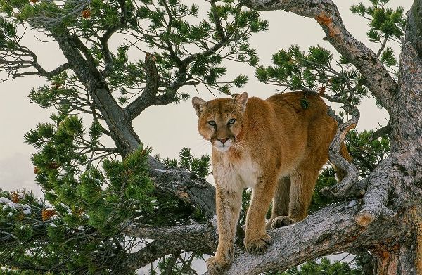 Captive Mountain Lion is perched on Evergreen tree-Montana